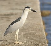 bc night heron flight fish  lamma HK D810 300PF_DSC4558.jpg