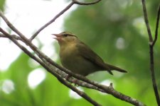 Worm-eating Warbler IMG_0912.JPG