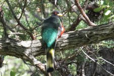 Elegant Trogon IMG_1593.JPG