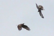 ad and 2cy Common Buzzard Lee Road 6th May 2012_HH_3.jpg