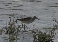 Woodsand1c.jpg