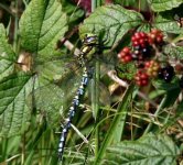 Southern Hawker.jpg