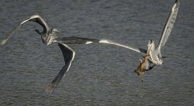 Herons carry off a duck.jpg