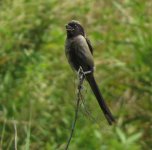 IMG_3480 Dusky Shrike @ Tai O.jpg