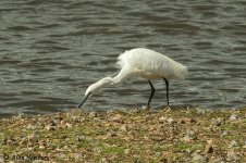 Egret.jpg