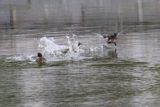 Little Grebe (1).jpg