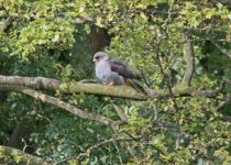 A Red Footed Falcon (Falco vespertinus) Chatterley Whitfield 180715.jpg