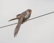 A Raptors Falcons Red Footed Falcon (Falco vespertinus) Chatterley Whitfield 180715 3.jpg