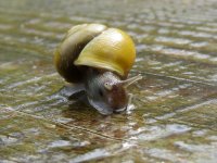 snail.JPG