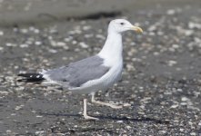 Gull maybe heuglini type Spiros beach 22sep2015_U1A9685smaller.jpg