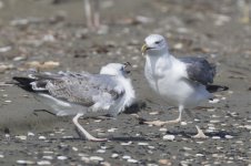 Maybe big pale heuglini against immature other Spiros beach 22sep2015_U1A9709sm.jpg