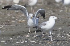 maybe big pale heuglini vs other Spiros beach 22sep2015_U1A9711smaller.jpg