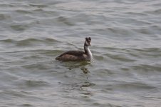 Great Creasted Grebe.jpg