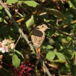 Female Redstart 1.jpg