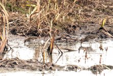 Jack Snipe 15 Oct 5 (1 of 1).jpg