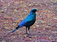 Burchell's Starling (1024x768).jpg