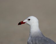 Audouin's Gull Port de Pollenca 7.8.15a.jpg