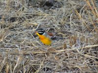 Golden-breasted Bunting (1024x768).jpg