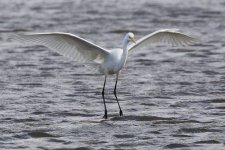 Great White Egret _G9A7605.jpg