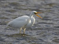 Great White Egret _G9A7700.jpg