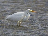 Great White Egret _G9A7706.jpg