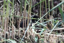 5. water rail chick hen pool DSCF9398 (2).jpg