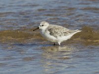 Sanderling _G9A7869.jpg