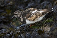 Turnstone _G9A8485.jpg