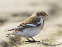 Snow Bunting _G9A8683.jpg