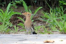 Hoopoe - Come on little dog, I'll take you on!.jpg