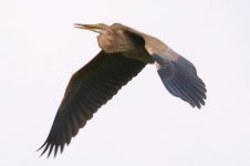 Purple Heron.jpg