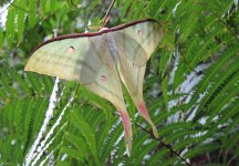 IMG_3103 - Moon Moth @ Tai Tei Tong.JPG