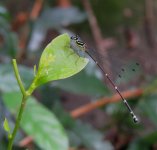 IMG_3095 - damselfly sp. @ Tai Tei Tong .jpg