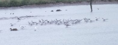 39 com terns 14th Aug 2015 DSCF9884.jpg