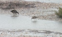 ruff juv DSCF9904.jpg