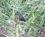 water rail on top of reeds in hookDSCF9925.jpg