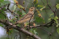 0078 pipit.jpg