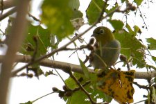 Chestnut Flanked White Eye (1).jpg