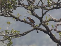 bornean treepie.JPG