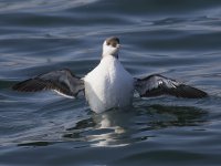 Guillemot _G9A8797.jpg