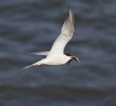 Common Tern _G9A9372.jpg