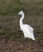 Little Egret _G9A9639.jpg