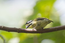 Yellow-throated tinkerbird Kibale.jpg