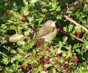 P1160464 (2) Garden Warbler in garden cropped..jpg