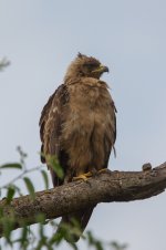 Walhberg's eagle Queen Elizabeth NP.jpg