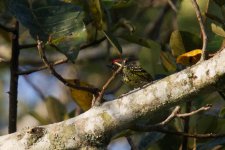 Yellow-spotted barbet Bigodi swamp.jpg