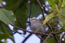 White-browed crombc Ruhija.jpg