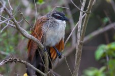 White-browed coucal Queen Elizabeth NP.jpg