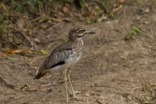 Water thick-knee  Kazinga channel.jpg