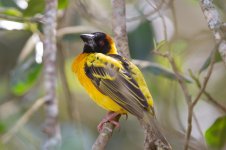 Village weaver Bigodi swamp.jpg